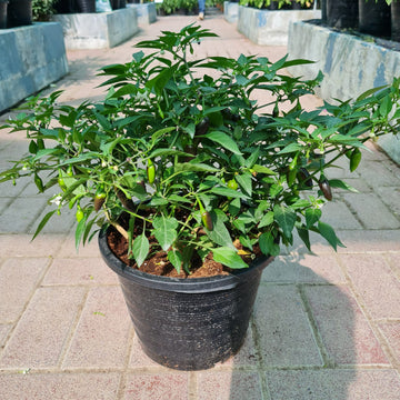 Chili